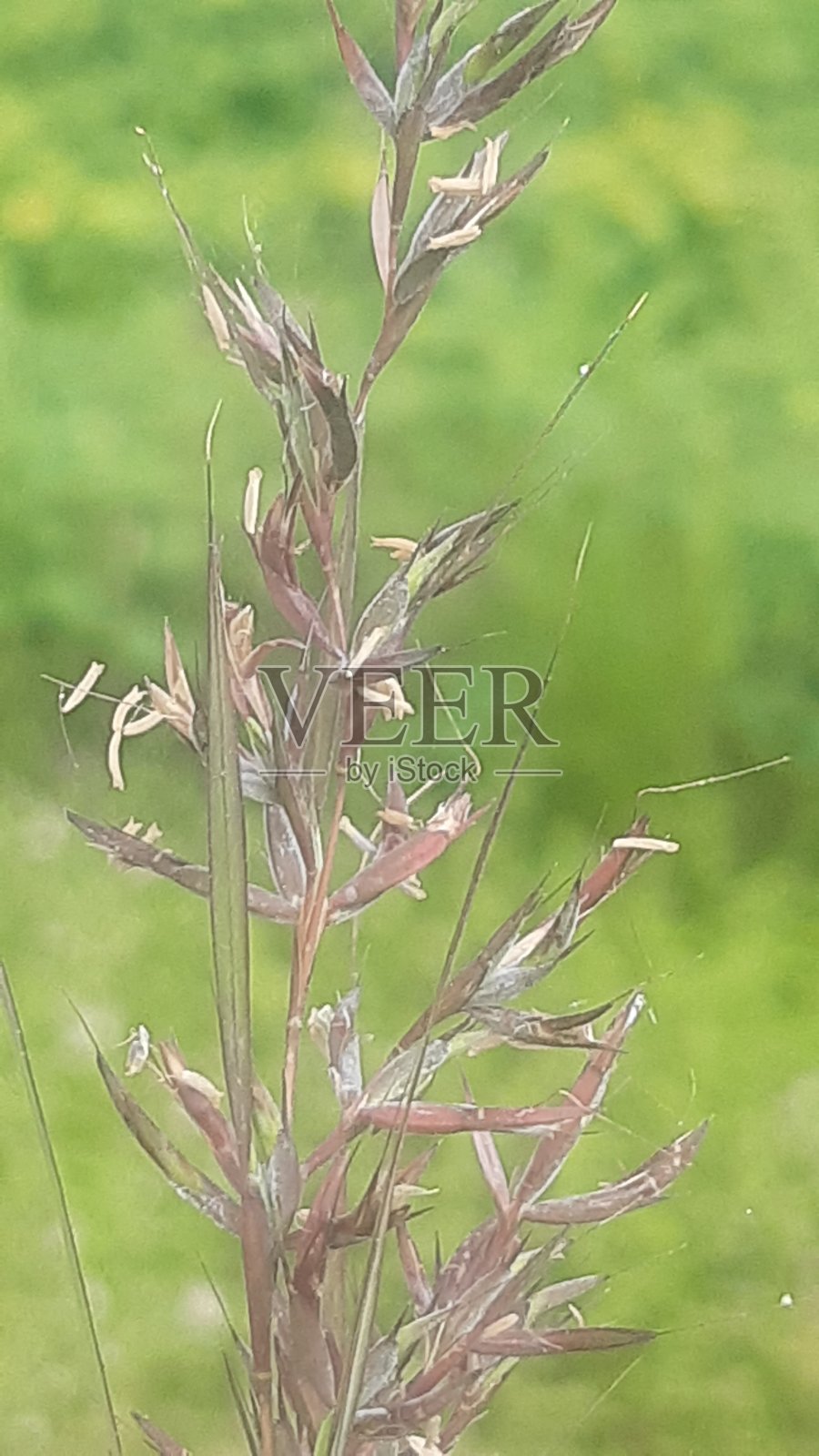 一种野生植物的干树枝。照片摄影图片