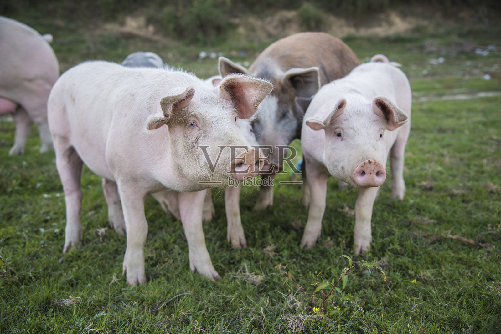 猪在地里玩耍照片摄影图片