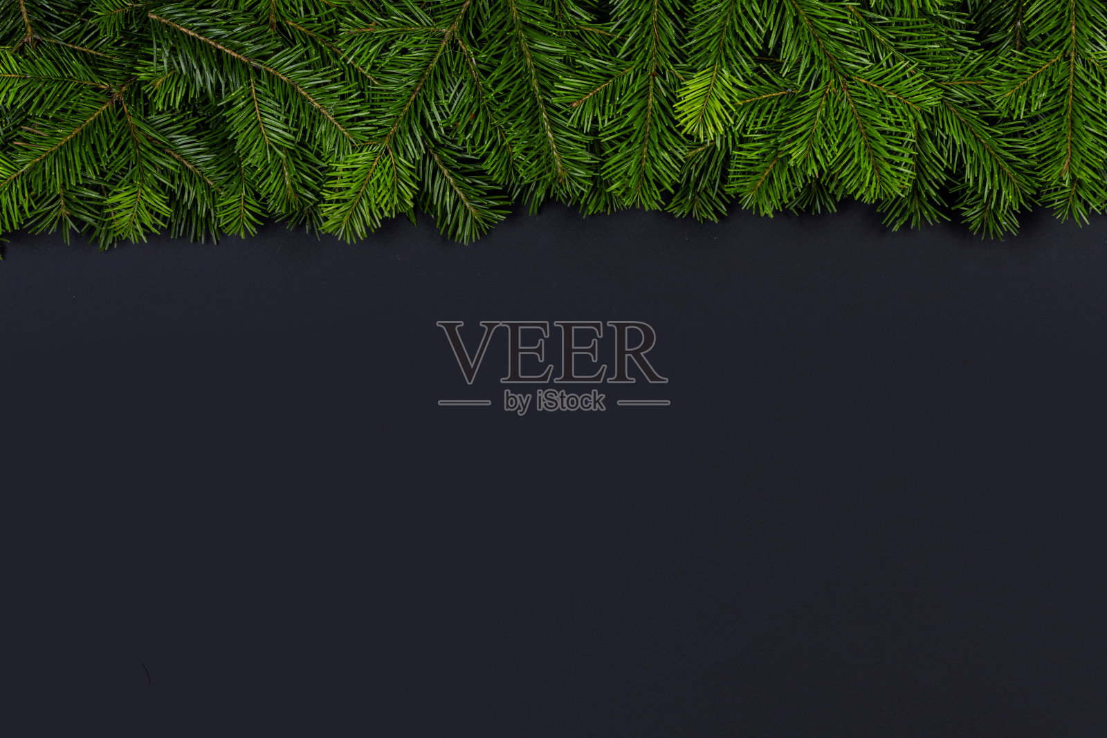 黑色背景上的圣诞冷杉树照片摄影图片