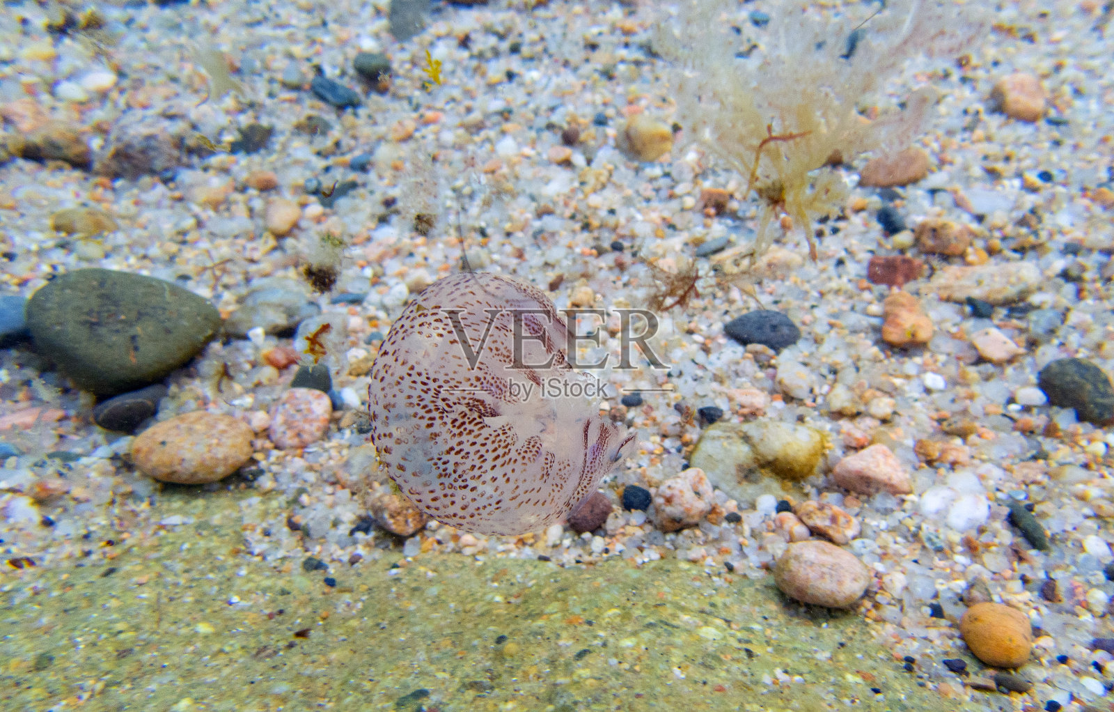 淡紫色刺水母，夜光水母，地中海，布拉瓦海岸照片摄影图片