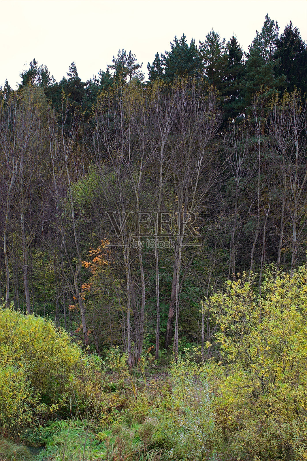 没有叶子的白杨在森林的边缘照片摄影图片