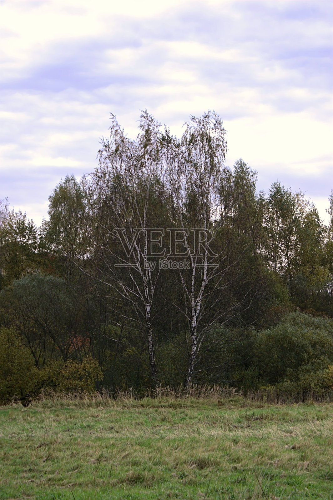 森林边缘的两棵桦树照片摄影图片