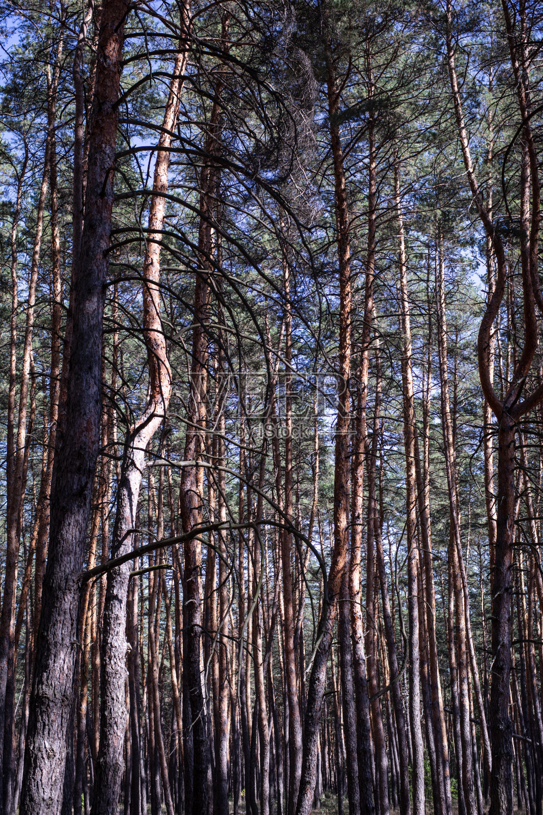 夏日的松林照片摄影图片