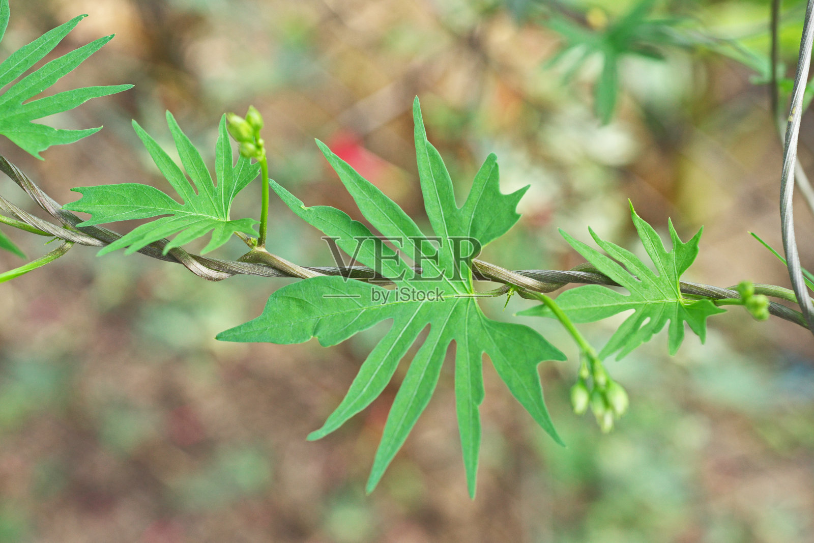 多裂牵牛花照片摄影图片
