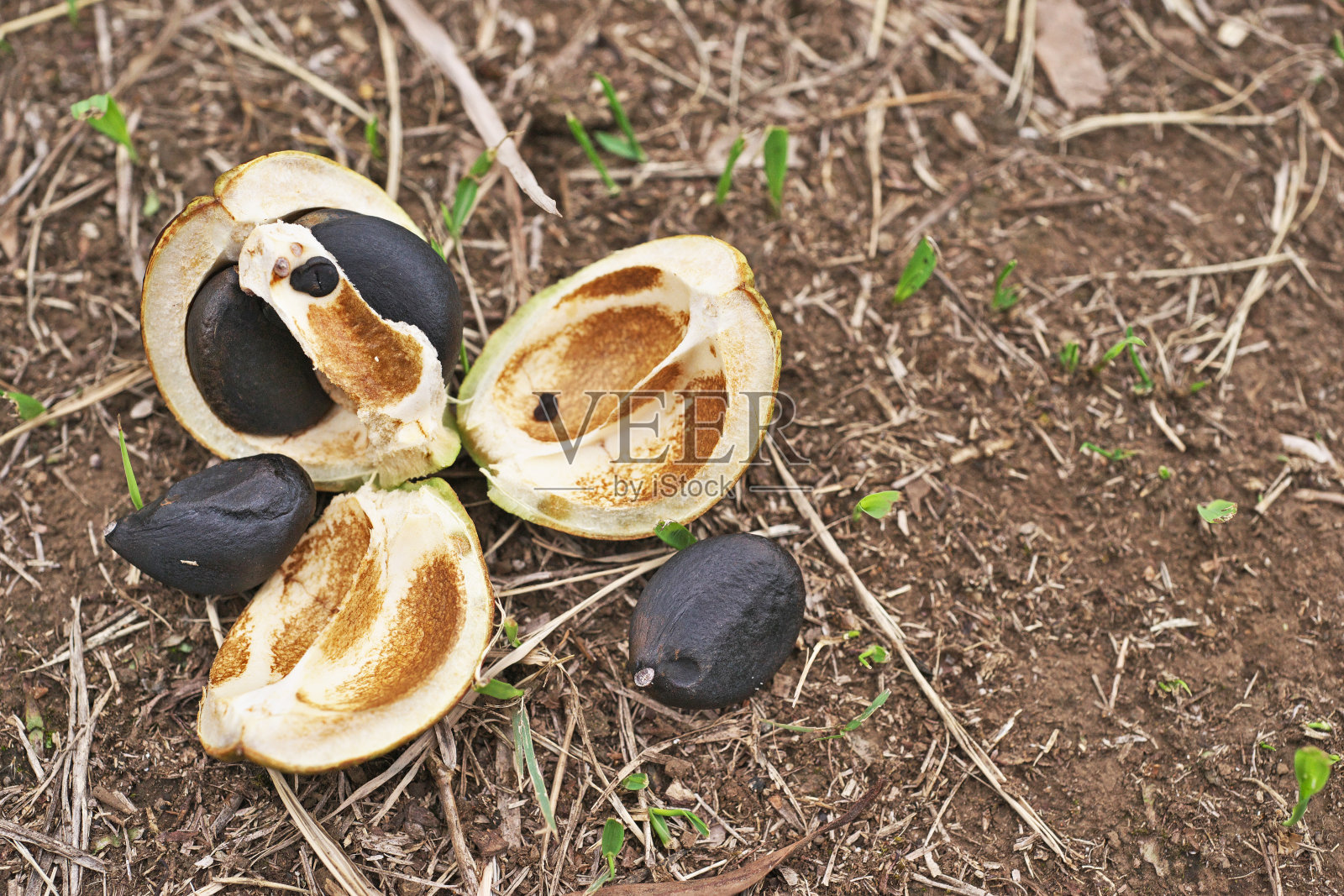 山茶果照片摄影图片