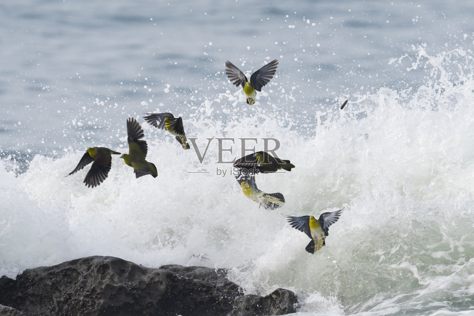 一群白腹的绿鸽子被波浪吞没了照片摄影图片