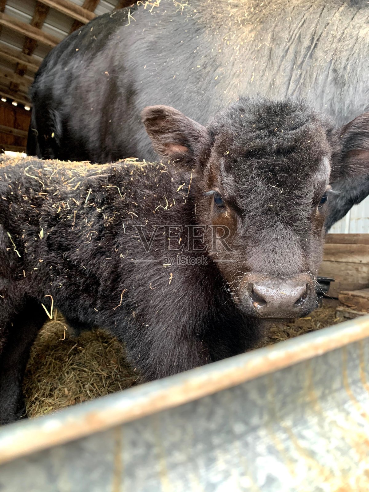 黑色牛犊照片摄影图片