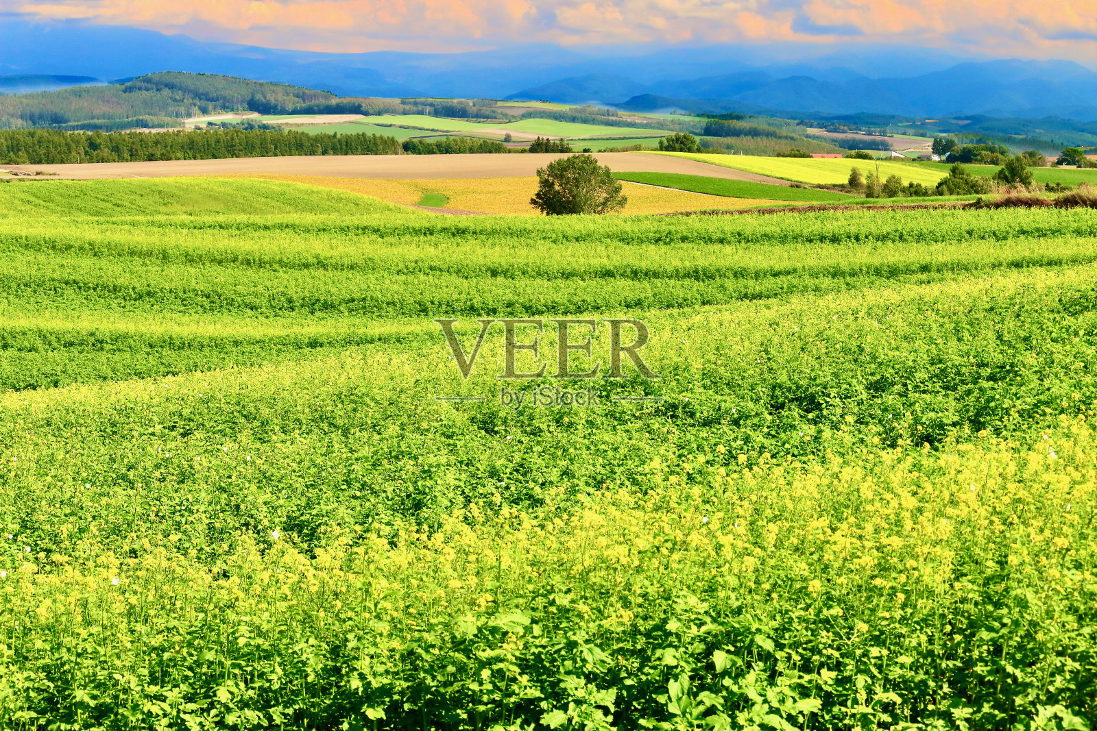 九月的别山/黄田照片摄影图片