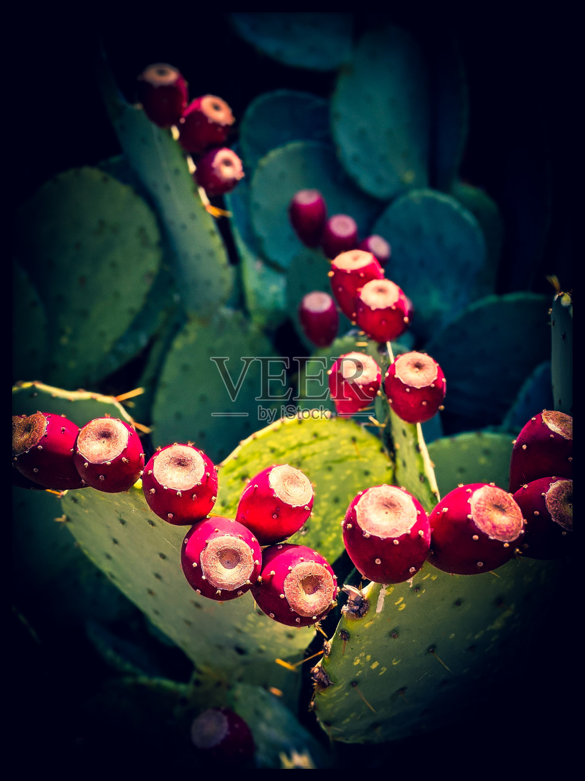 仙人掌梨照片摄影图片