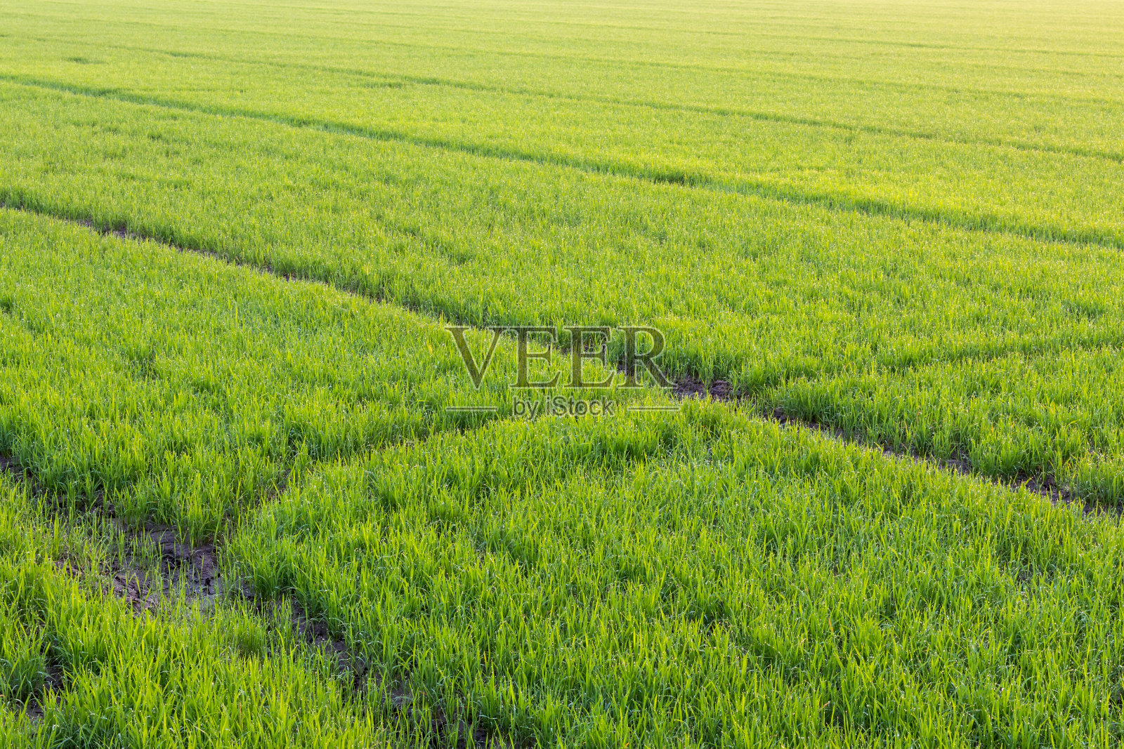 清晨绿绿的稻苗。照片摄影图片