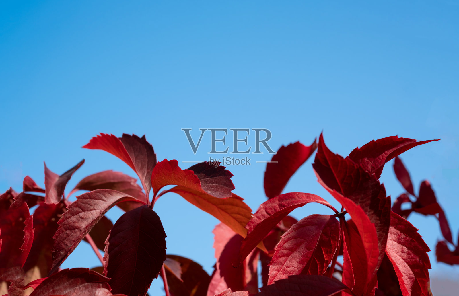 秋天的红色树叶照片摄影图片