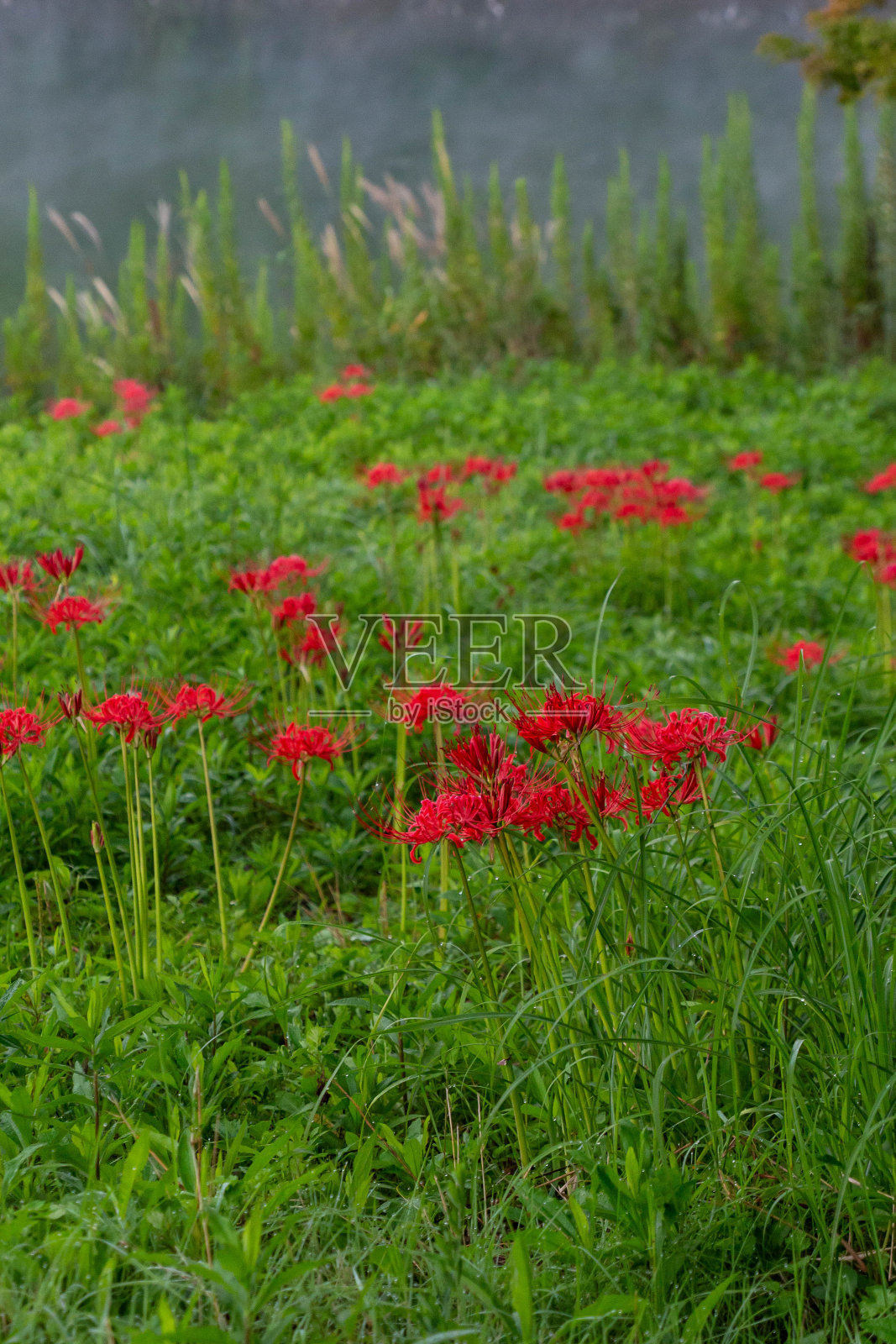 睡莲开在湖边的草地上照片摄影图片