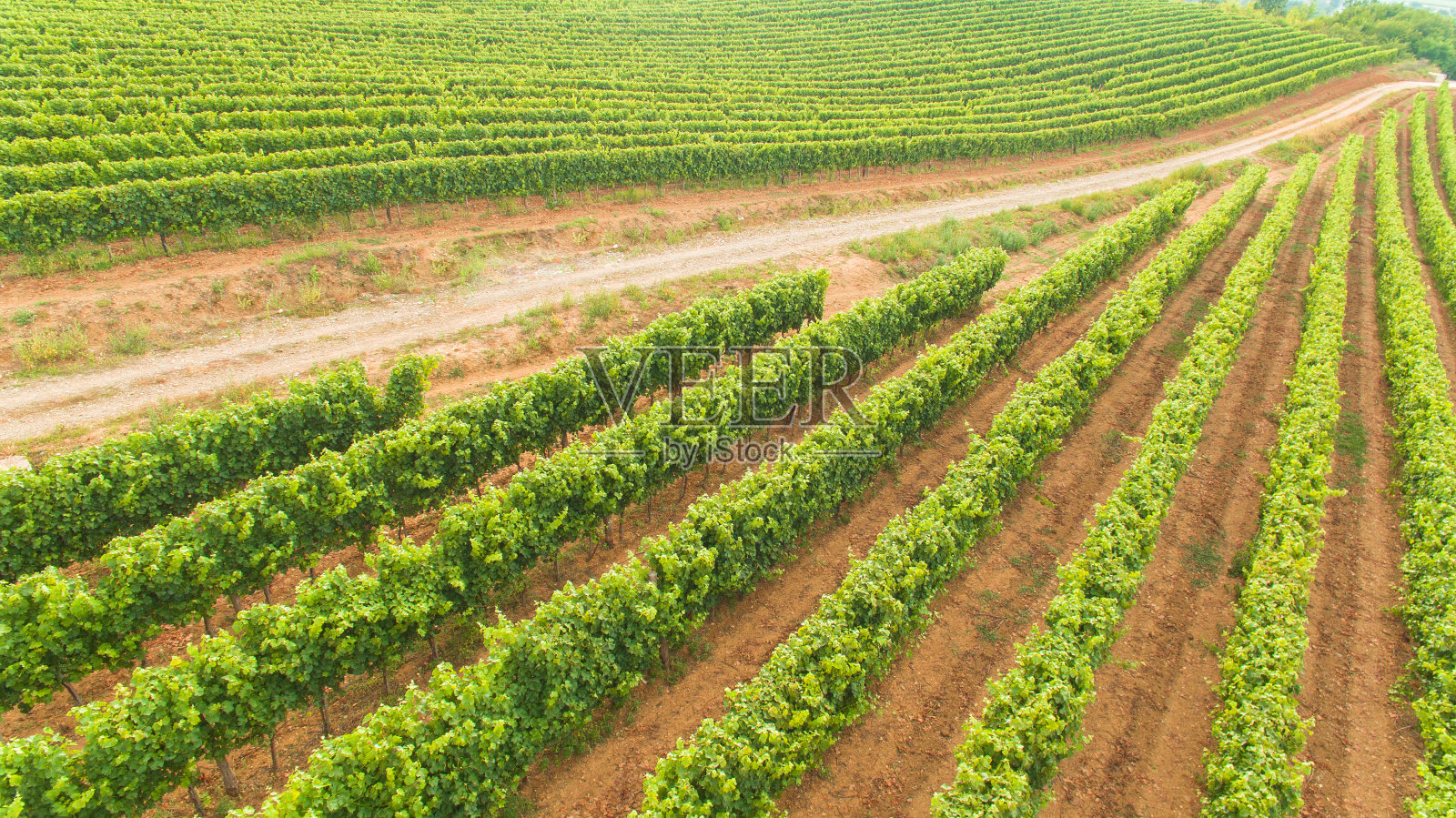 葡萄园里的葡萄藤照片摄影图片
