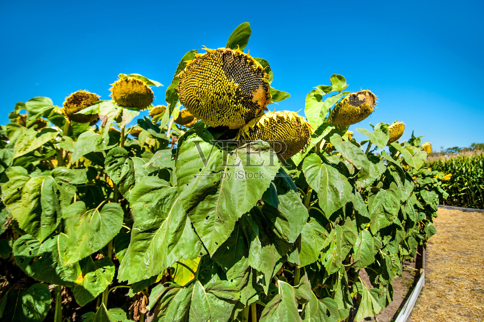 成熟的向日葵头靠近蓝色的天空照片摄影图片