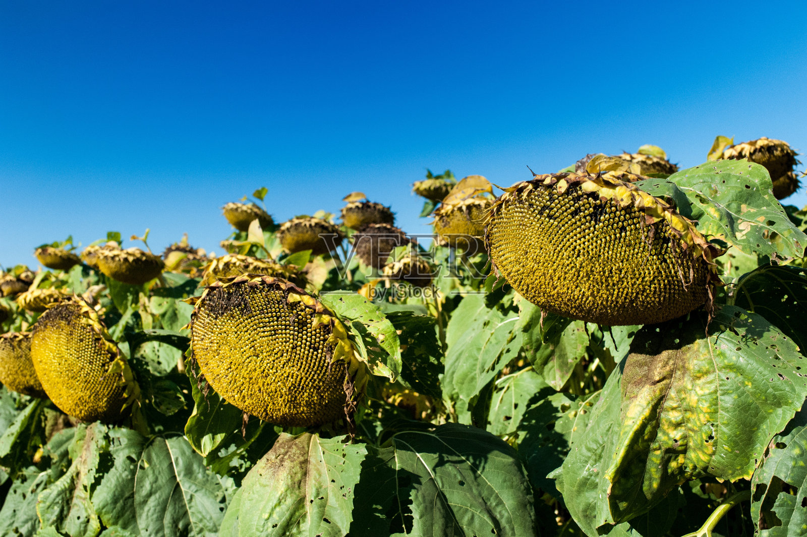 带有成熟黑色种子的向日葵花。成熟作物的田地。照片摄影图片