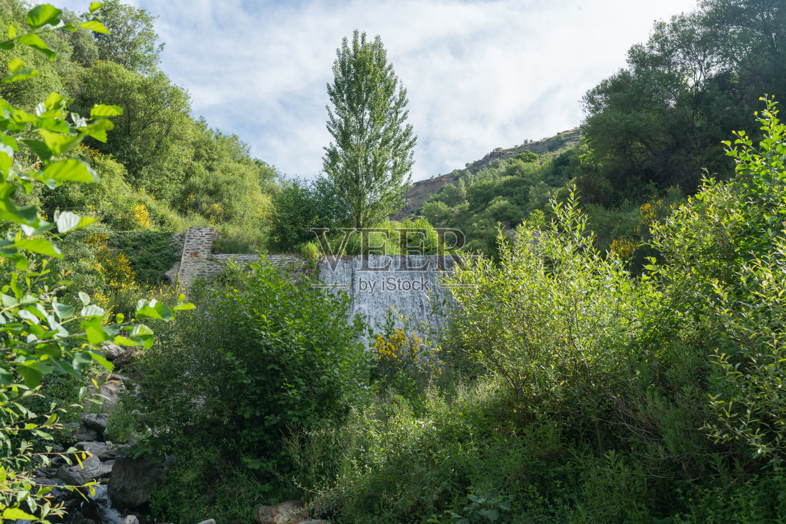 西班牙南部一条河流中丰富的植被照片摄影图片