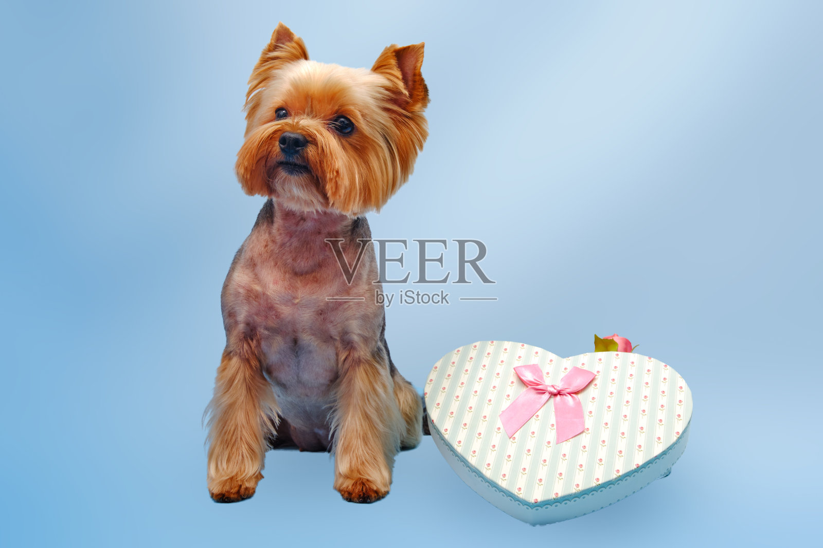 可爱的约克夏梗靠近一个漂亮的蝴蝶结礼品盒。一只狗炫耀自己的新发型。照片摄影图片