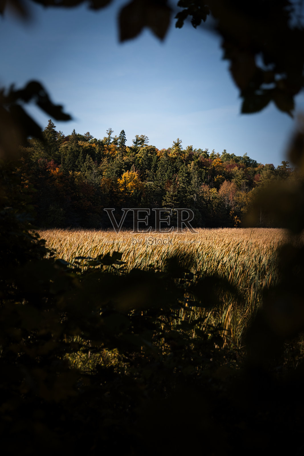 秋天照片摄影图片