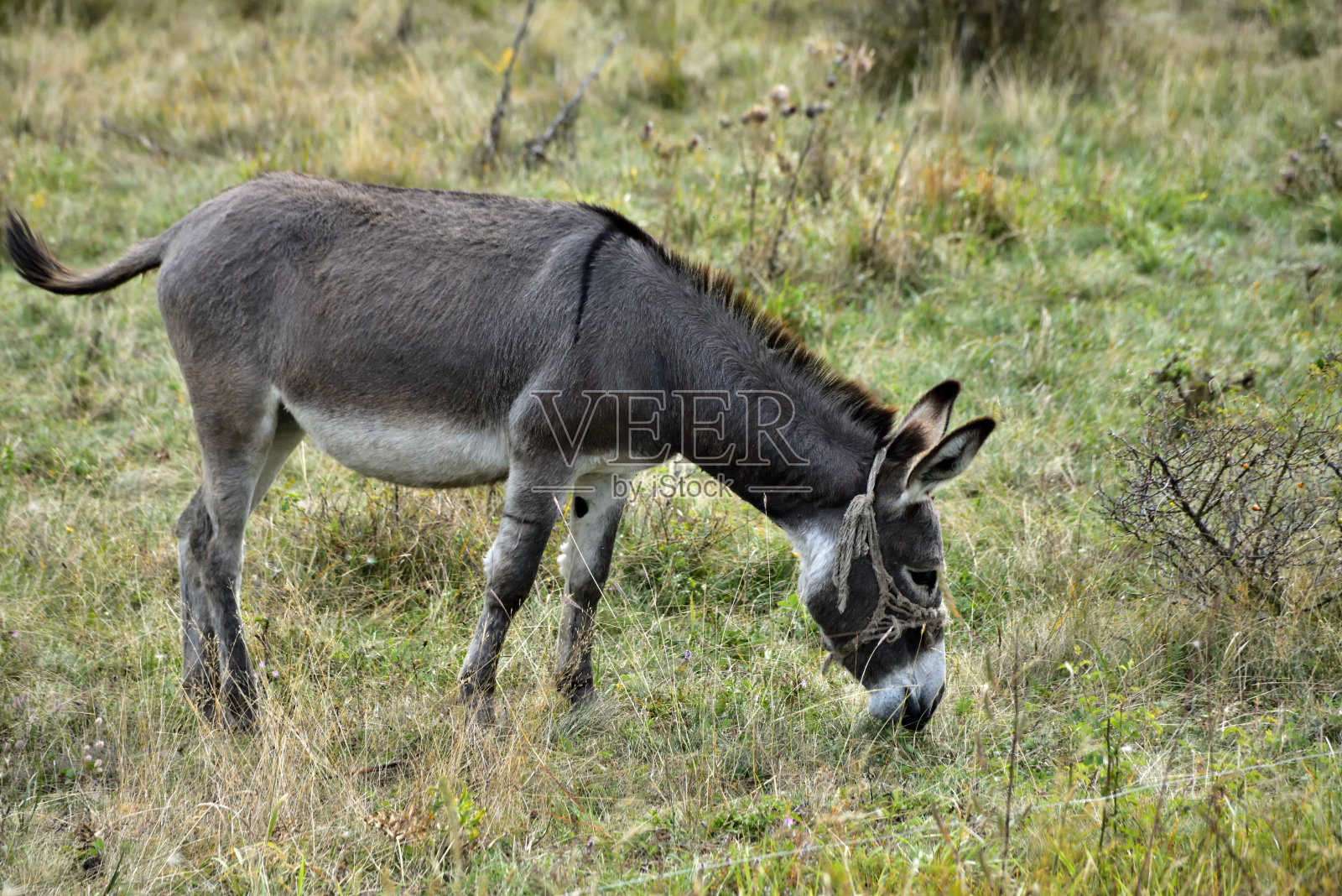 驴子在草地上吃草照片摄影图片