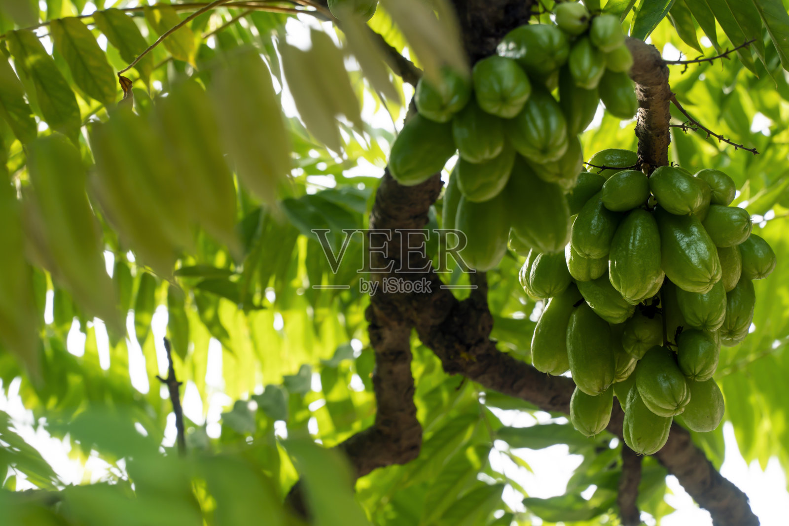 阿佛罗阿比林比在树上照片摄影图片