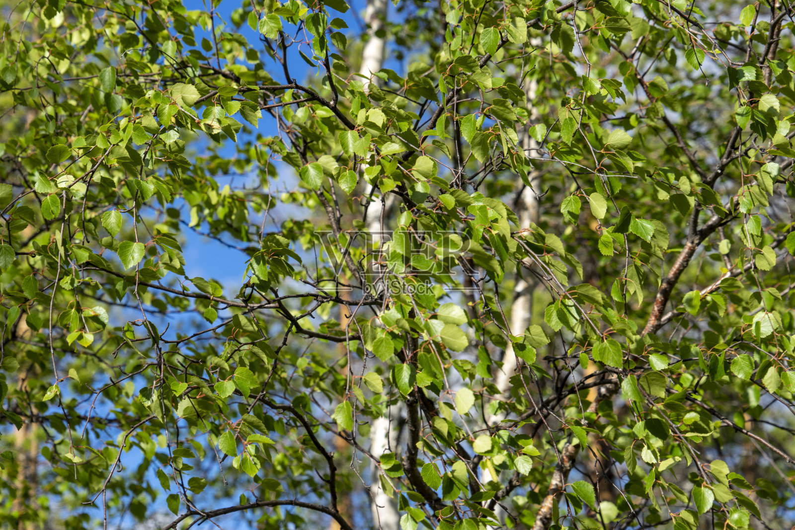 瑞典夏季森林照片摄影图片