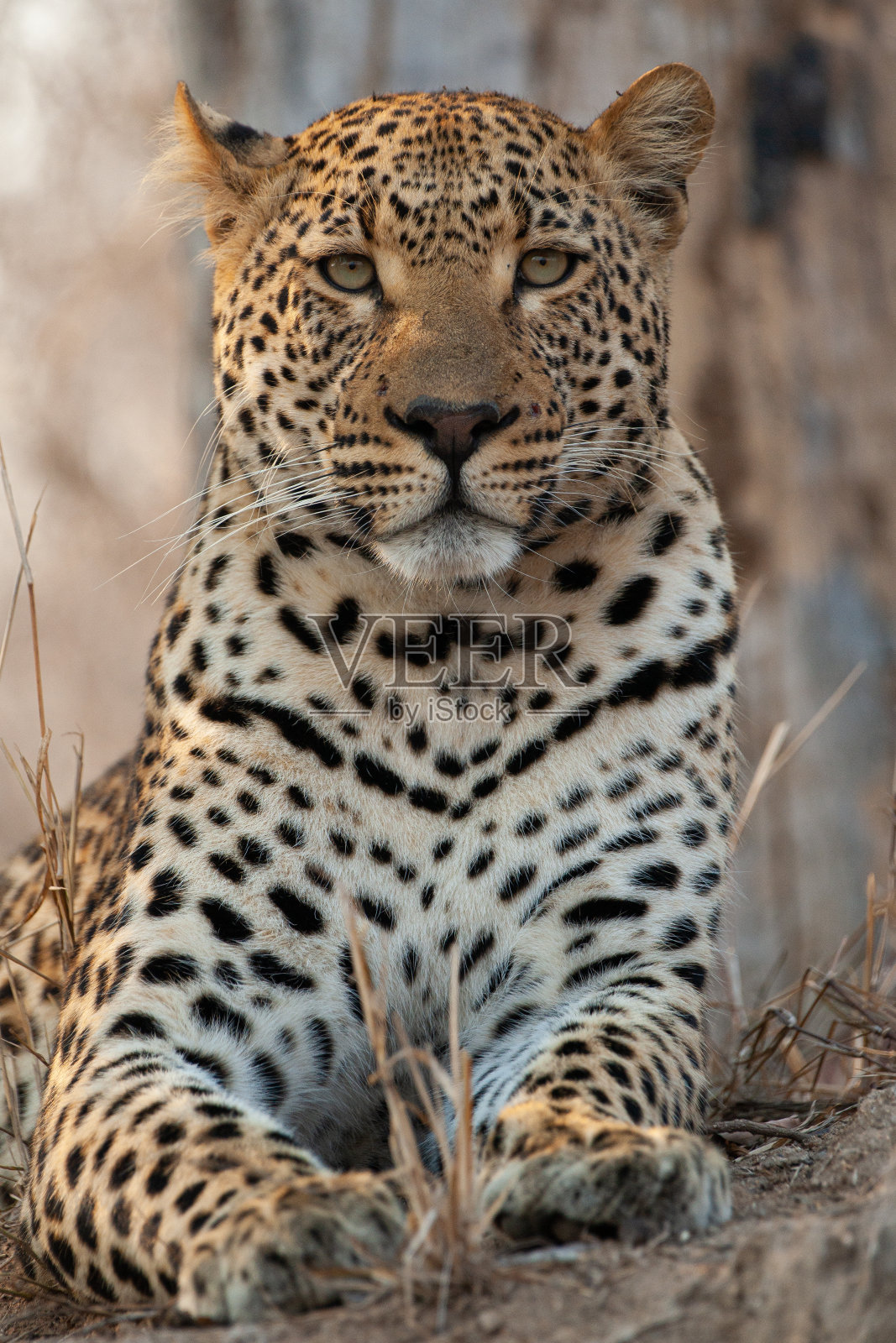 豹的肖像照片摄影图片