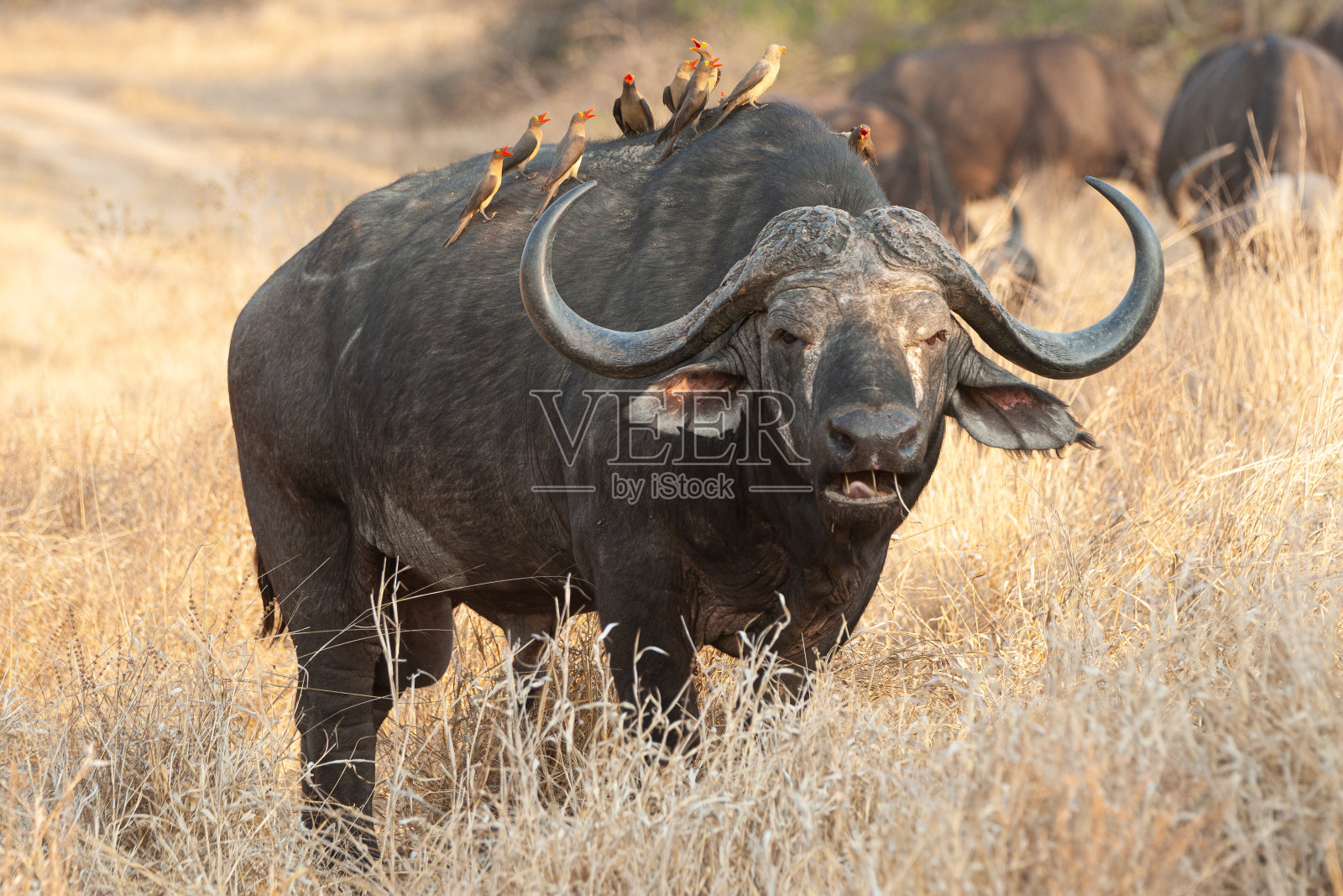 好望角野牛群照片摄影图片