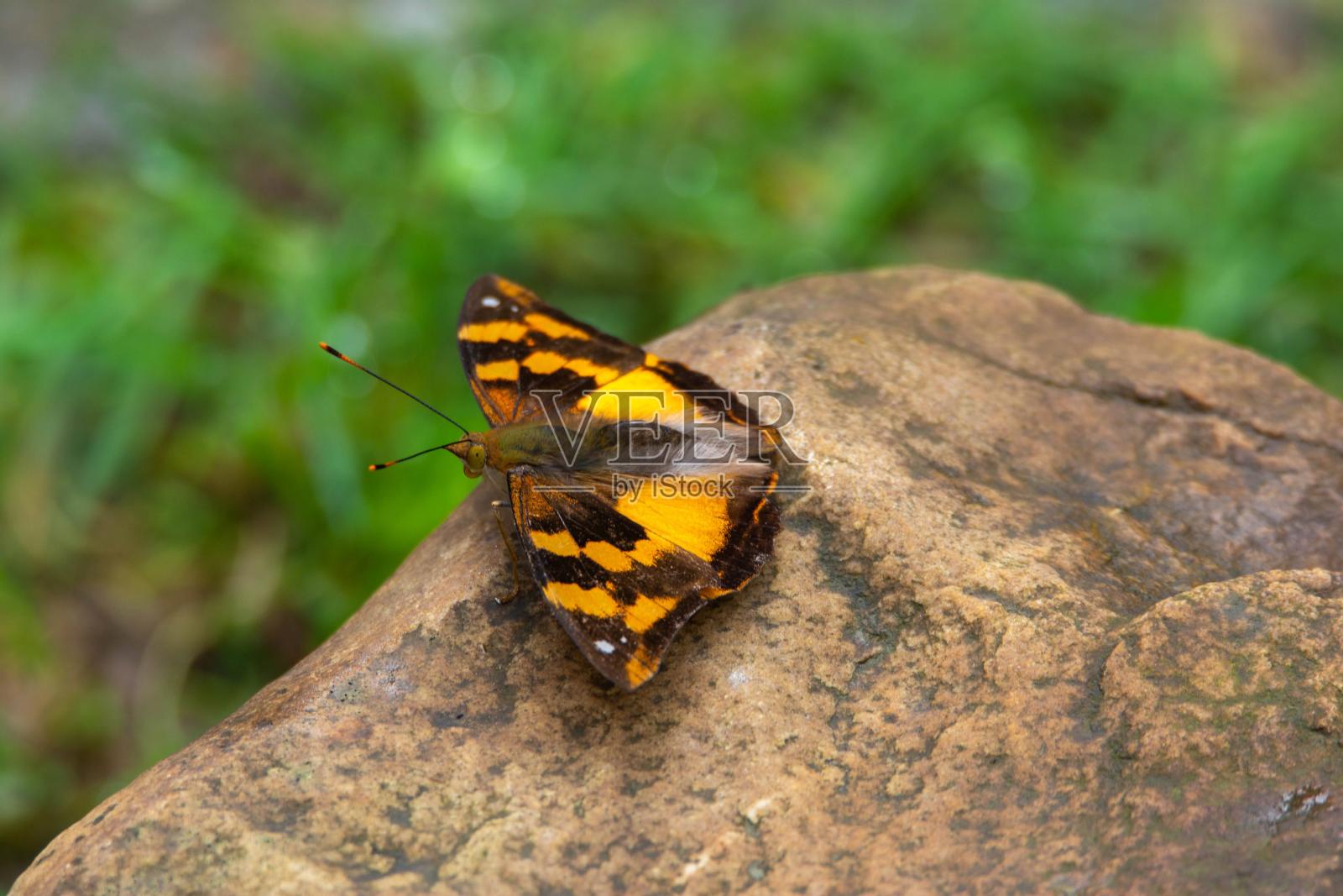 蝴蝶-黄黑色的蝴蝶在石头上照片摄影图片