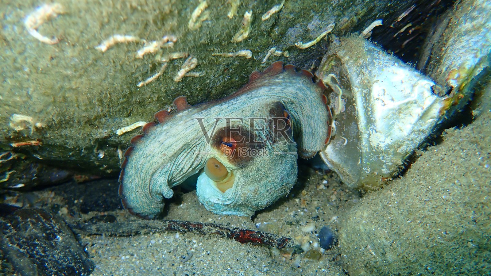 爱琴海海底常见的章鱼照片摄影图片