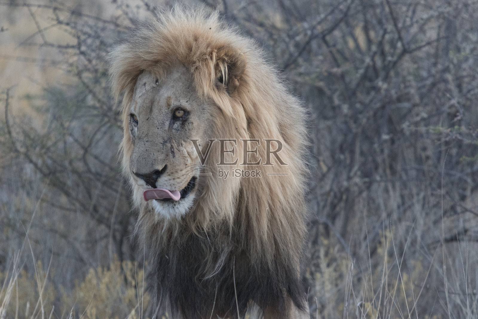 成年雄狮站在干燥的草丛中照片摄影图片