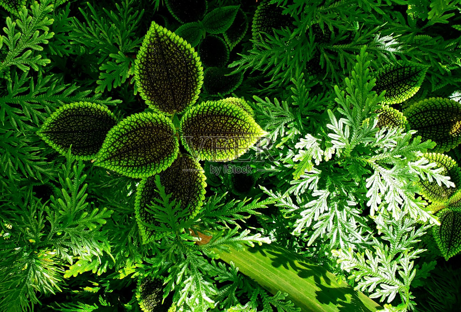 宁静的花园和樱花照片摄影图片