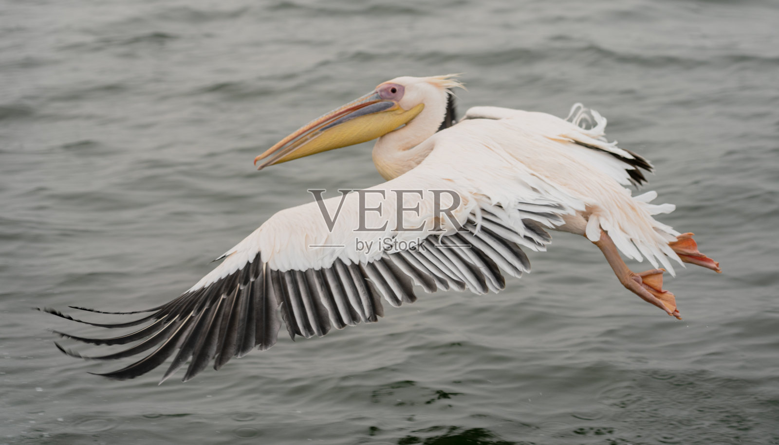 大白鹈鹕在飞行照片摄影图片