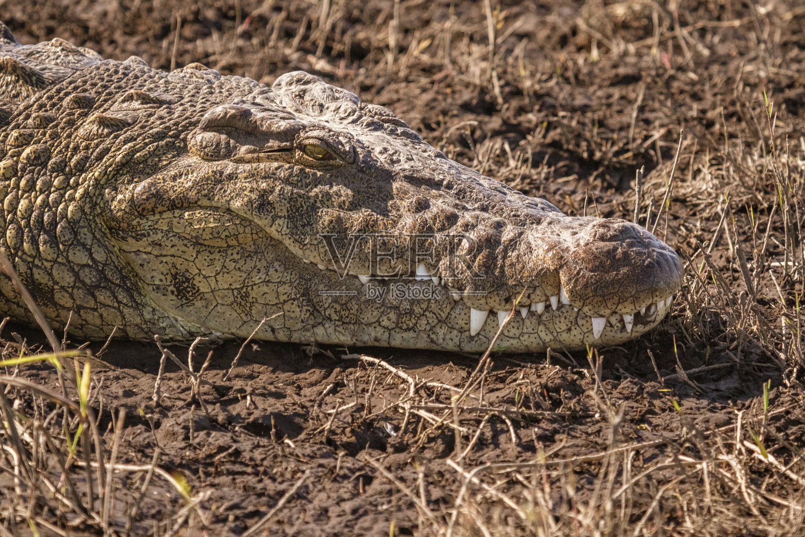 鳄鱼头部的特写，躺在河岸上照片摄影图片