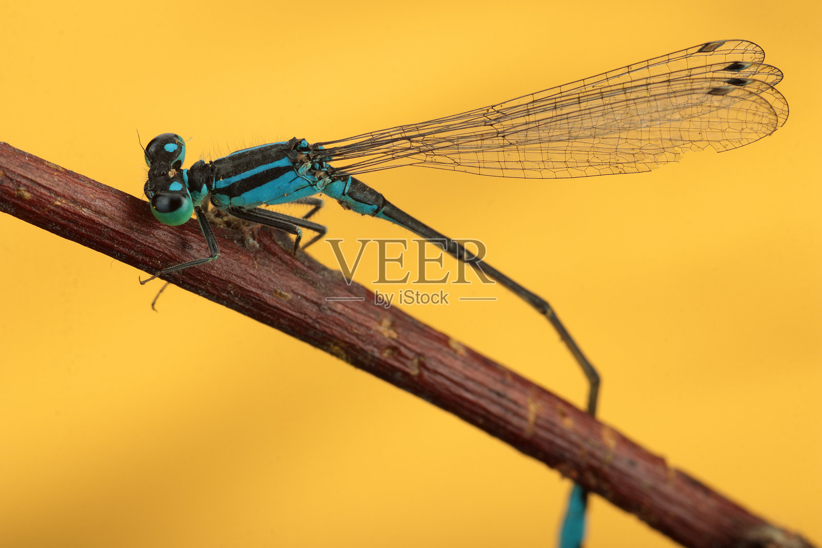 少女在一根棍子上照片摄影图片