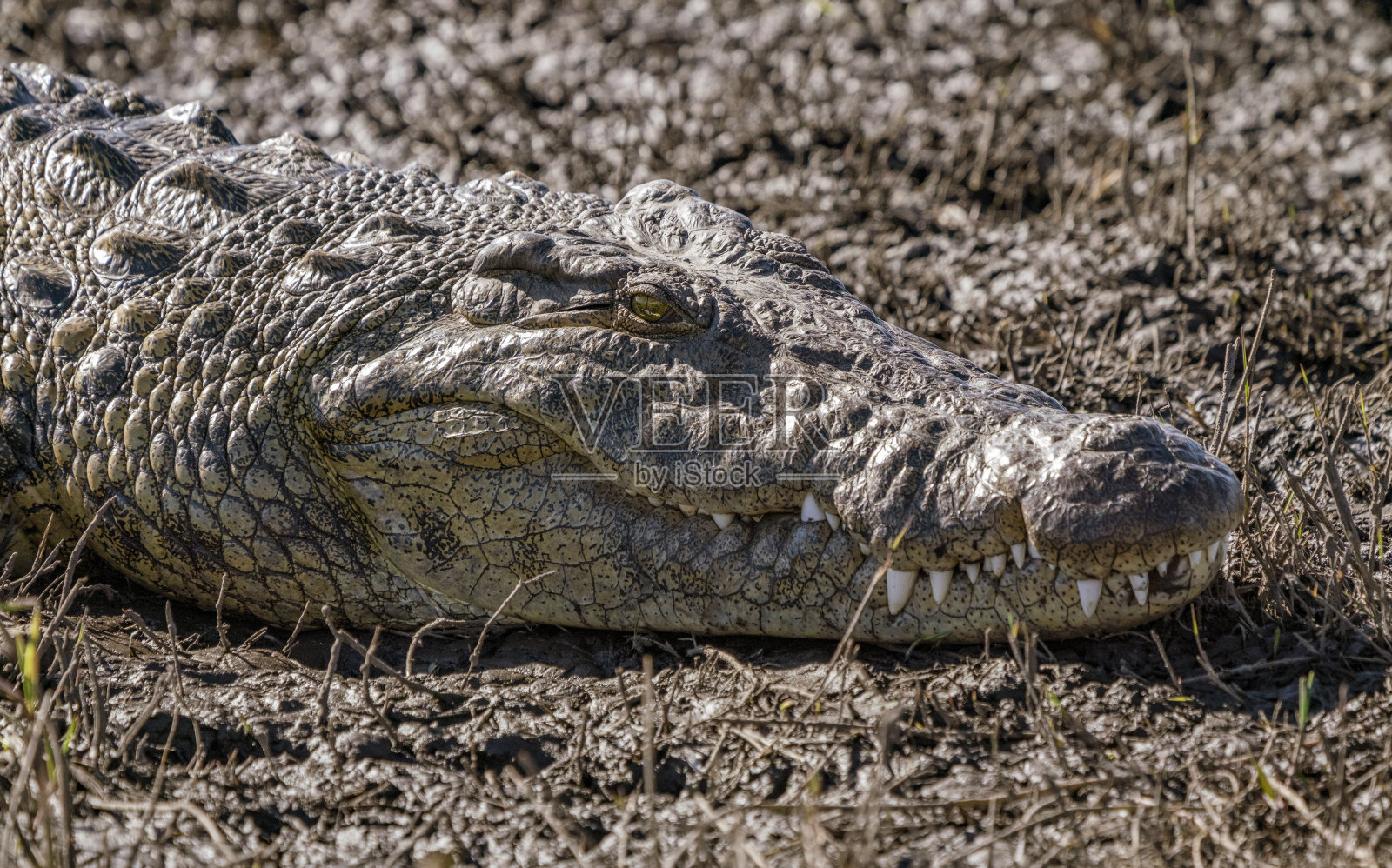 鳄鱼头部的特写，躺在河岸上照片摄影图片