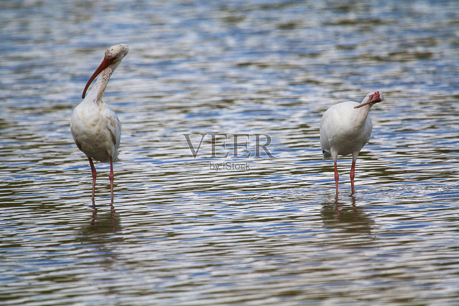 宜必思照片摄影图片