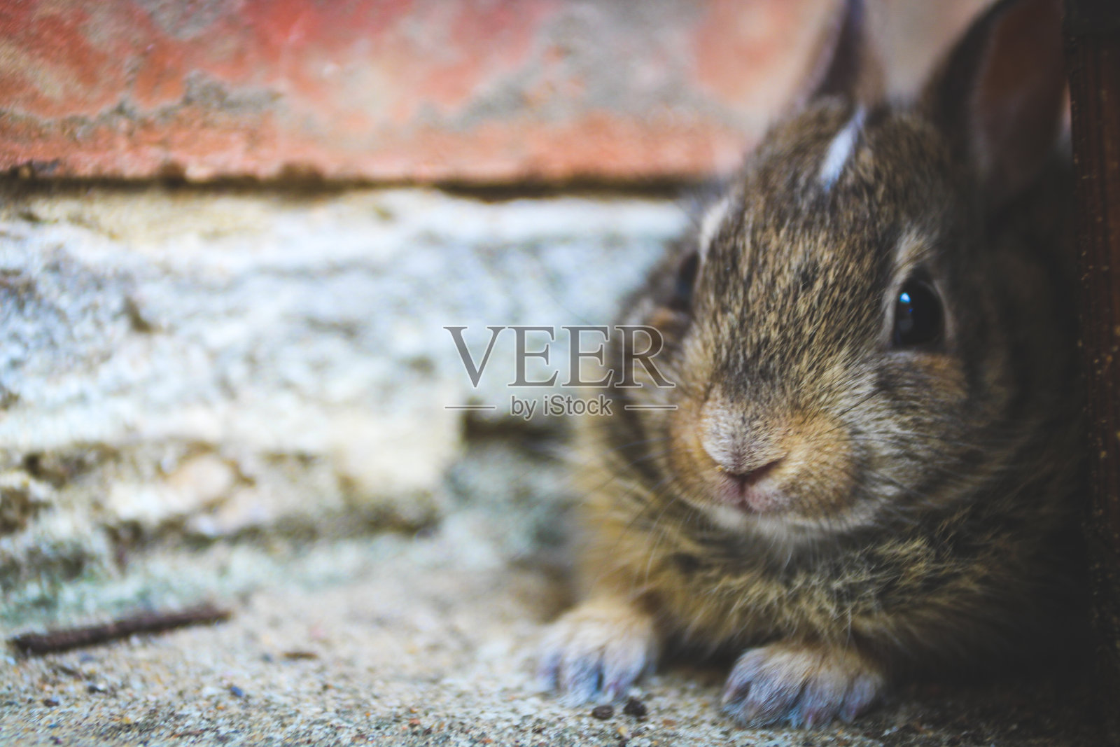 兔子看照片摄影图片