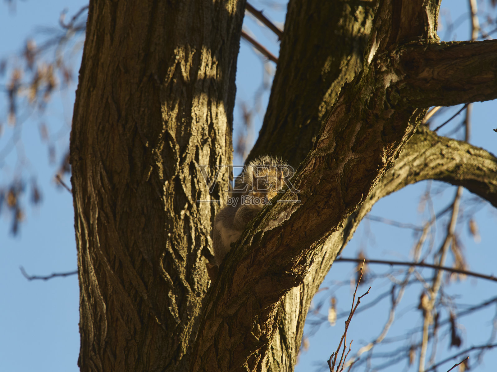 睡鼠2照片摄影图片