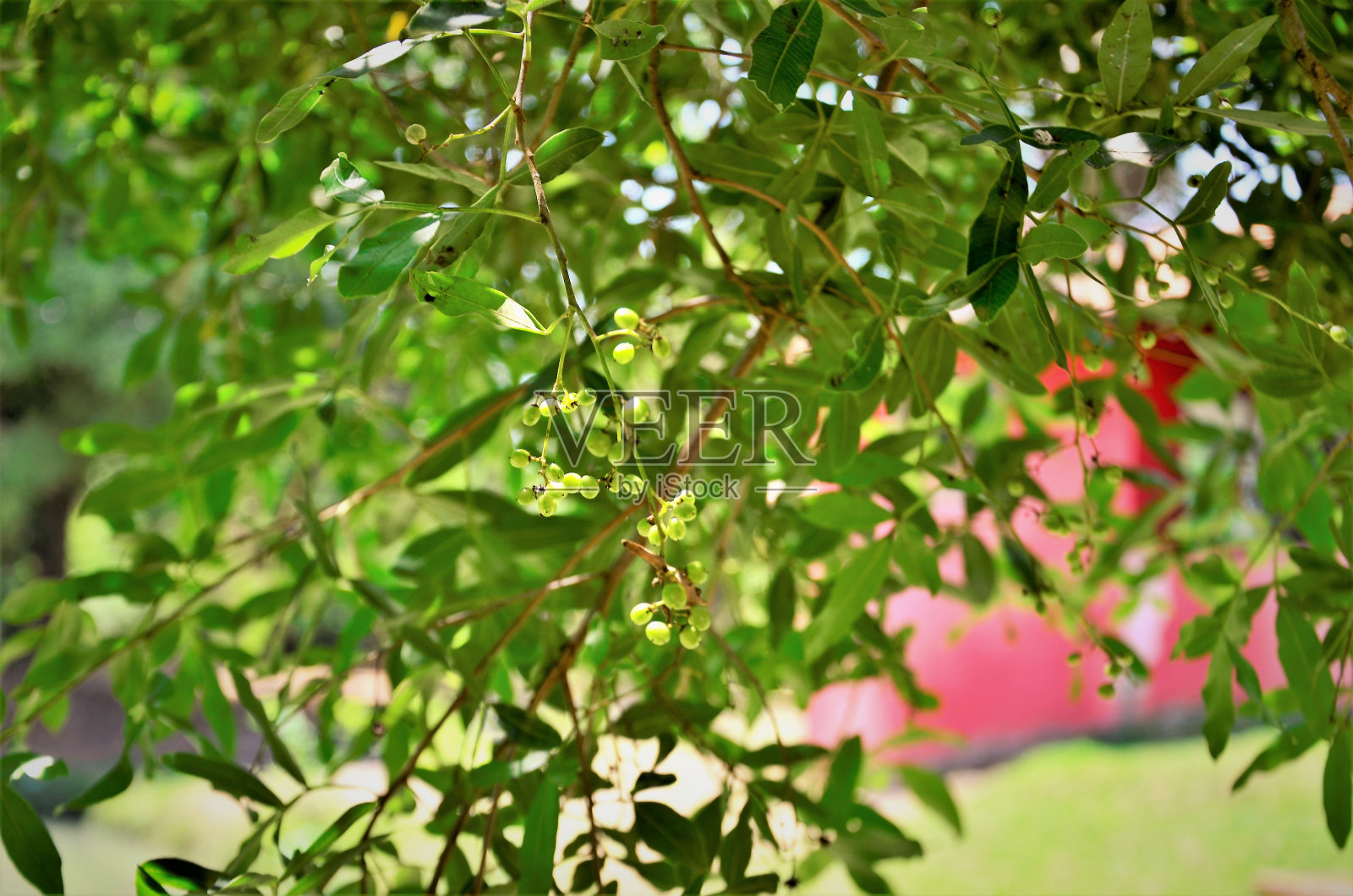 石菖蒲绿果照片摄影图片