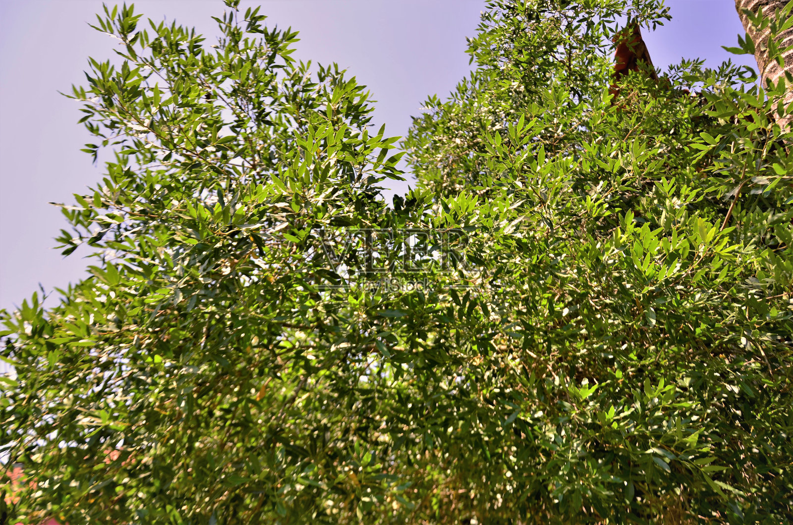 石菖蒲树的叶子照片摄影图片