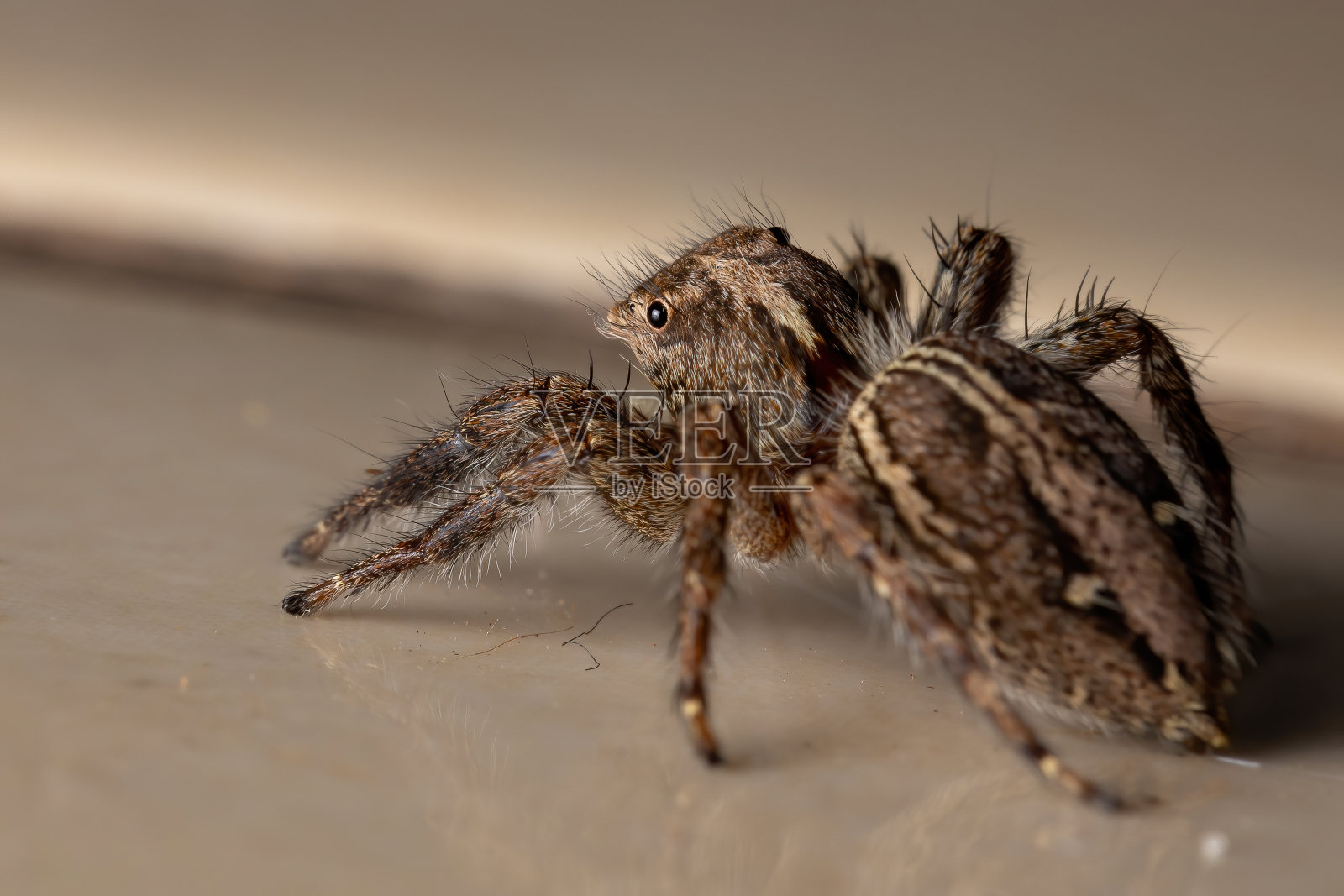 泛热带跳蛛照片摄影图片
