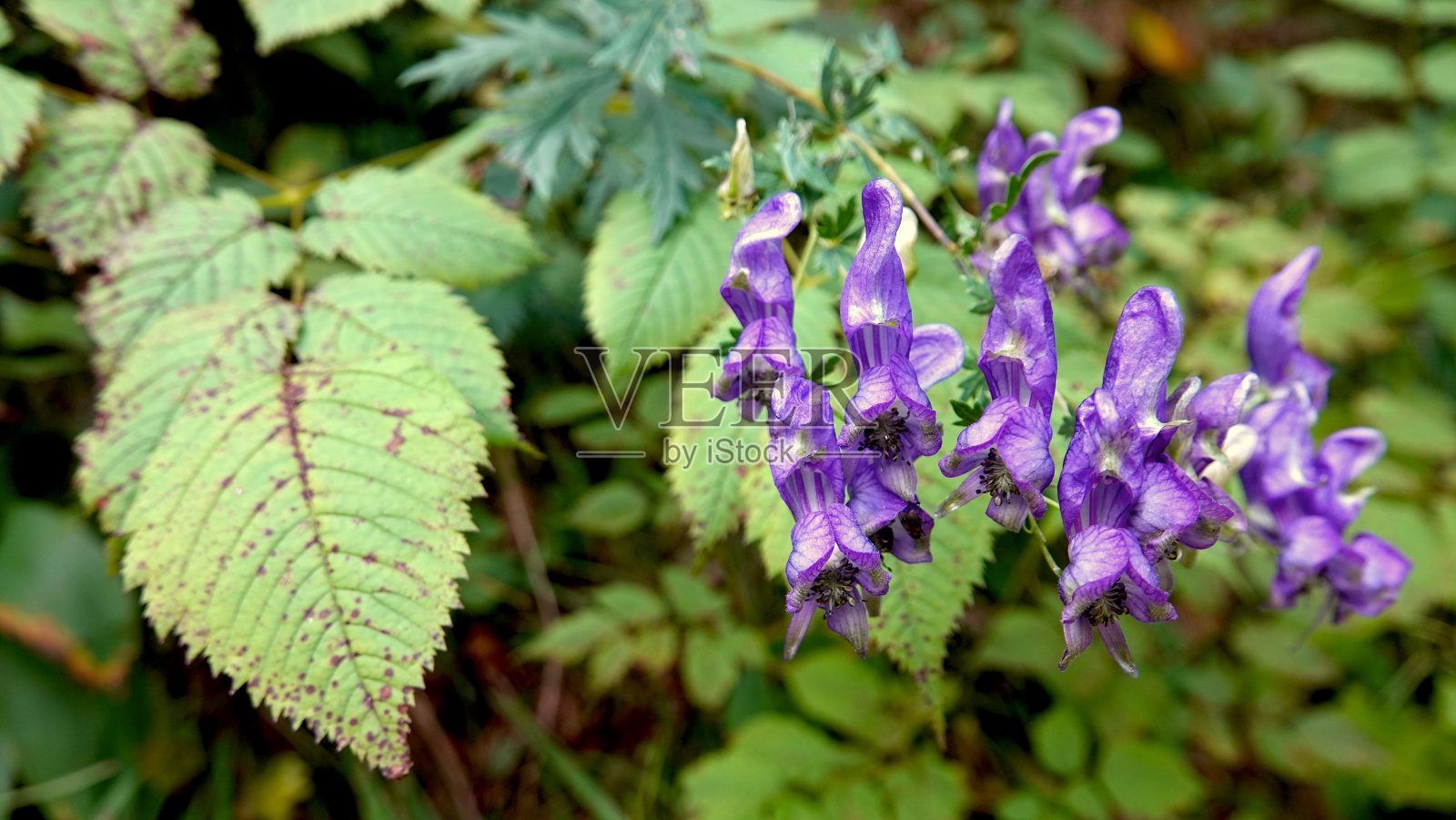有毒植物紫花蓝铁帽照片摄影图片