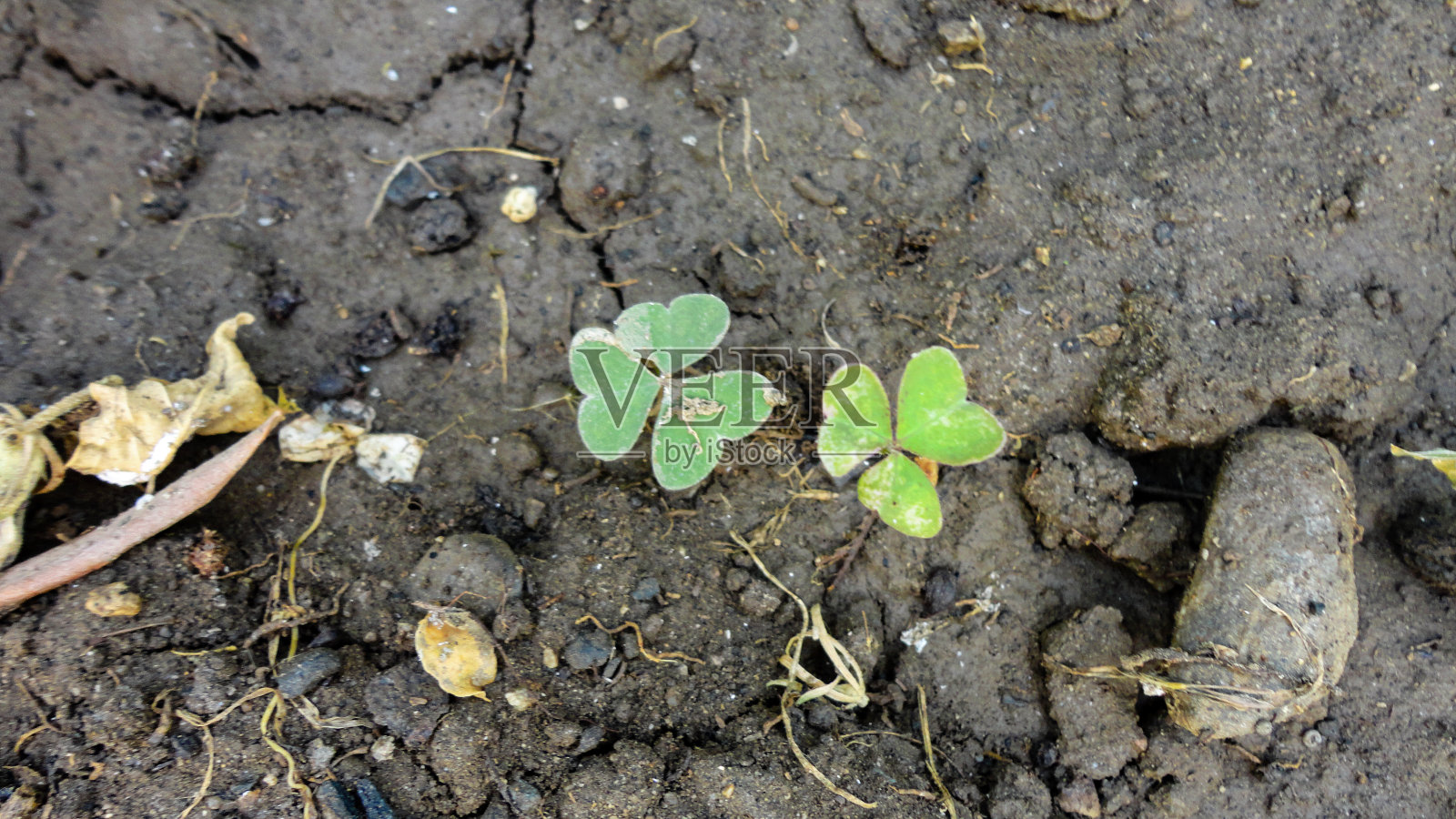 植物园里五颜六色的九重葛，绿色的背景照片摄影图片