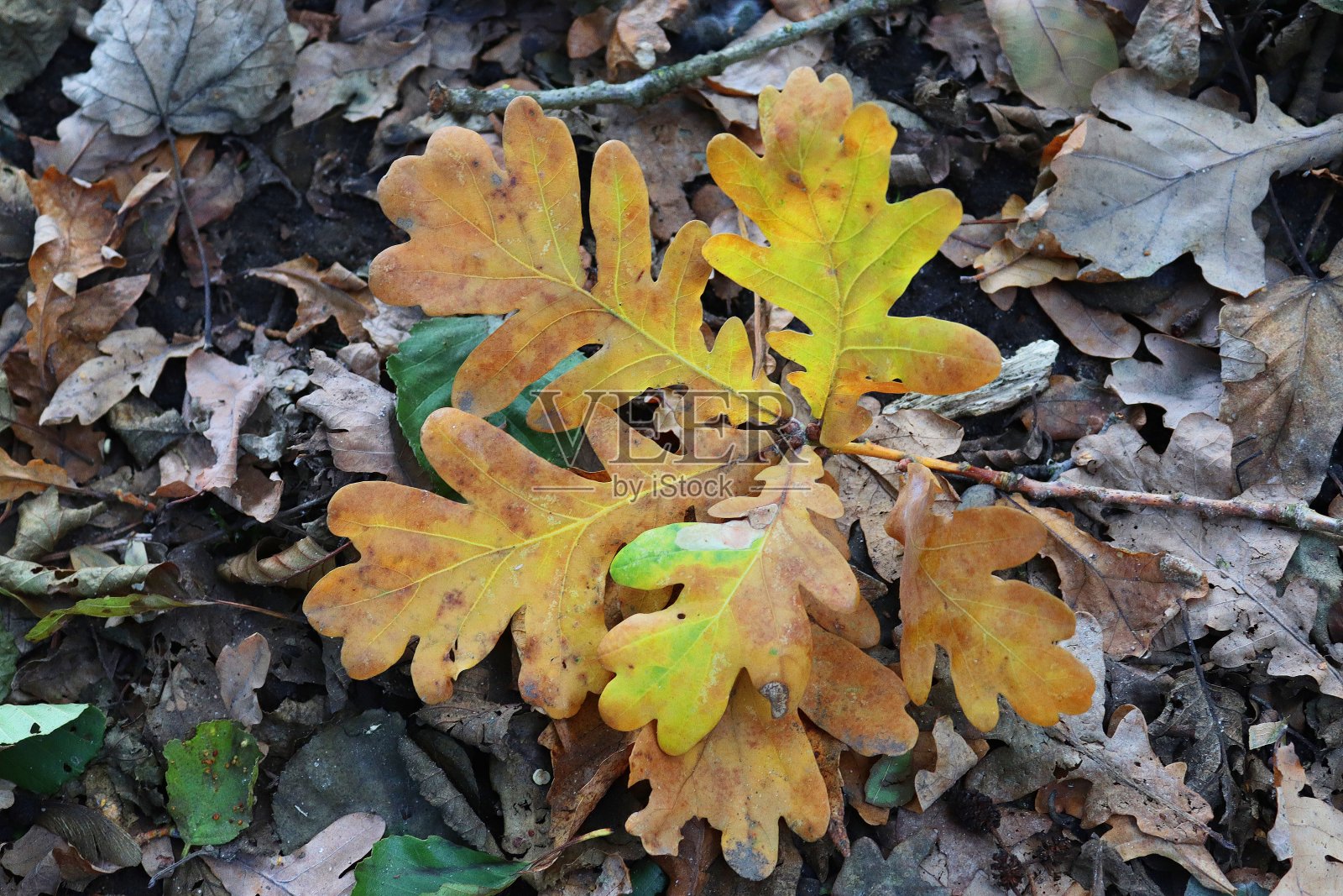 详细的近距离观看森林地面纹理与许多彩色的叶子照片摄影图片