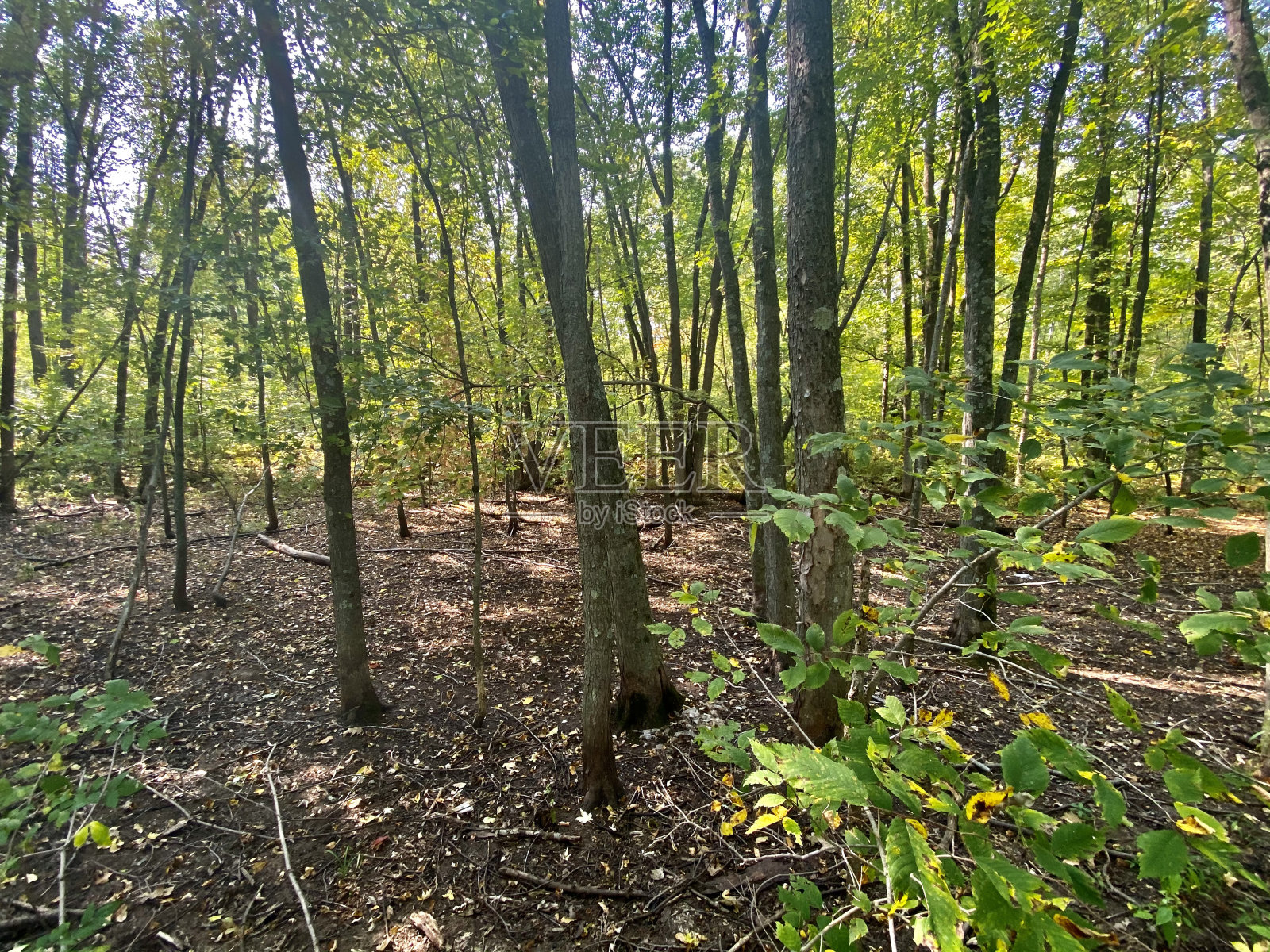 威斯康辛州的森林照片摄影图片