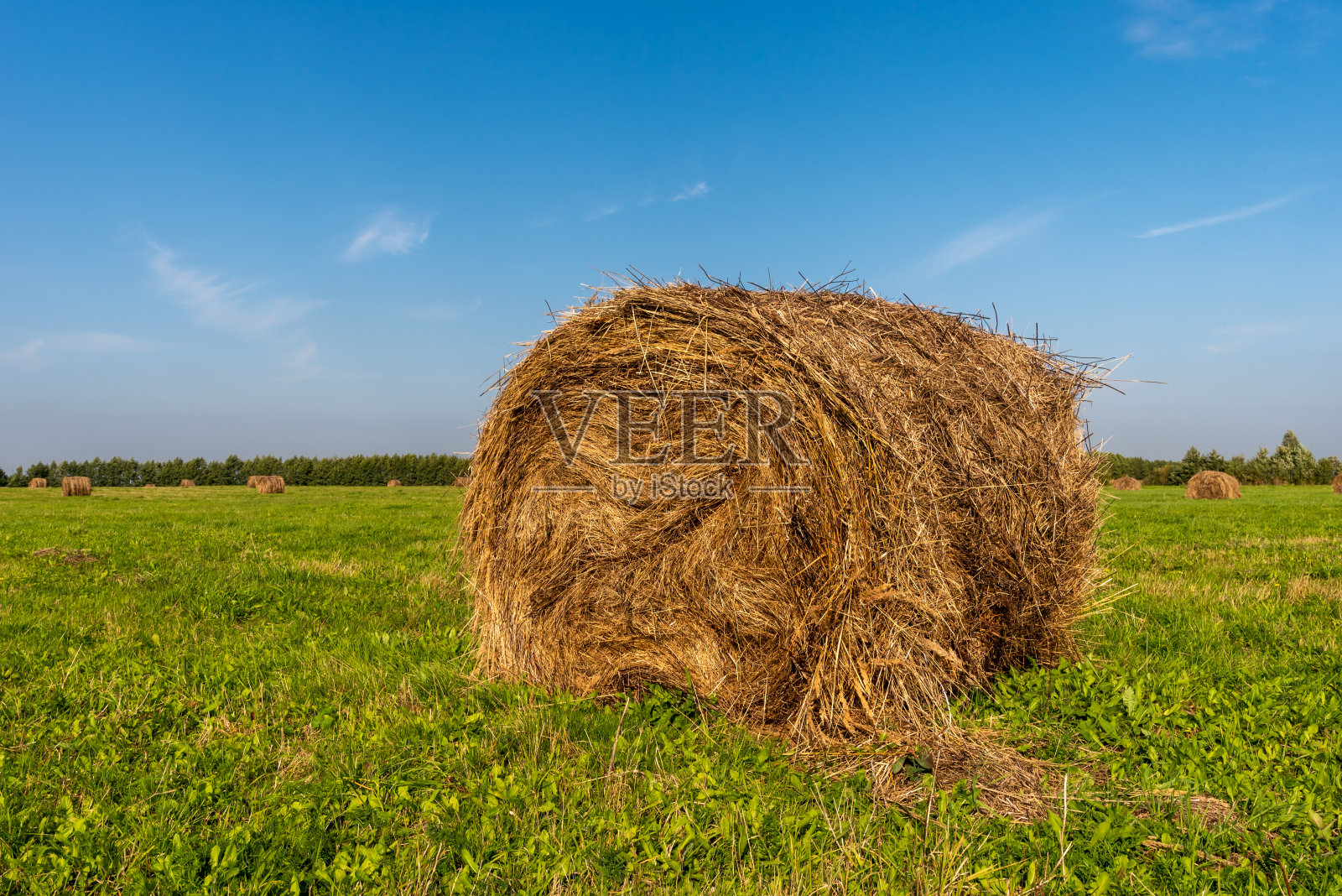 收割小麦后的农田。前景是一卷干草。照片摄影图片