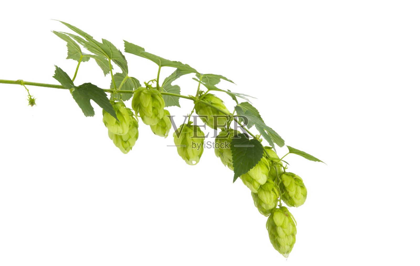 跳锥孤立照片摄影图片