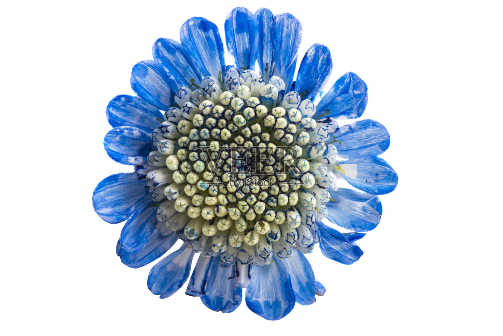 Santini菊花孤立照片摄影图片