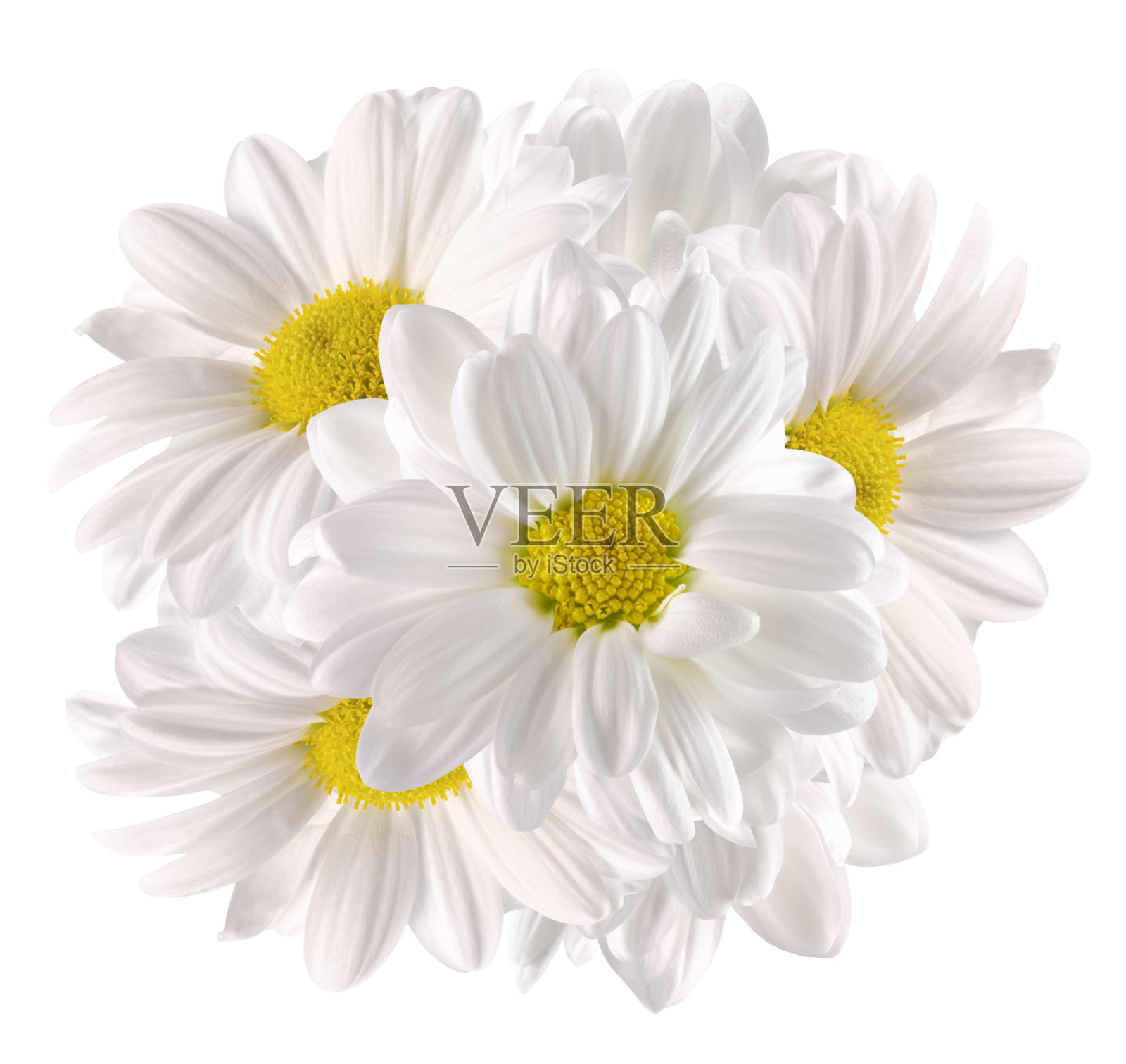 一束孤立在白色背景上的洋甘菊照片摄影图片