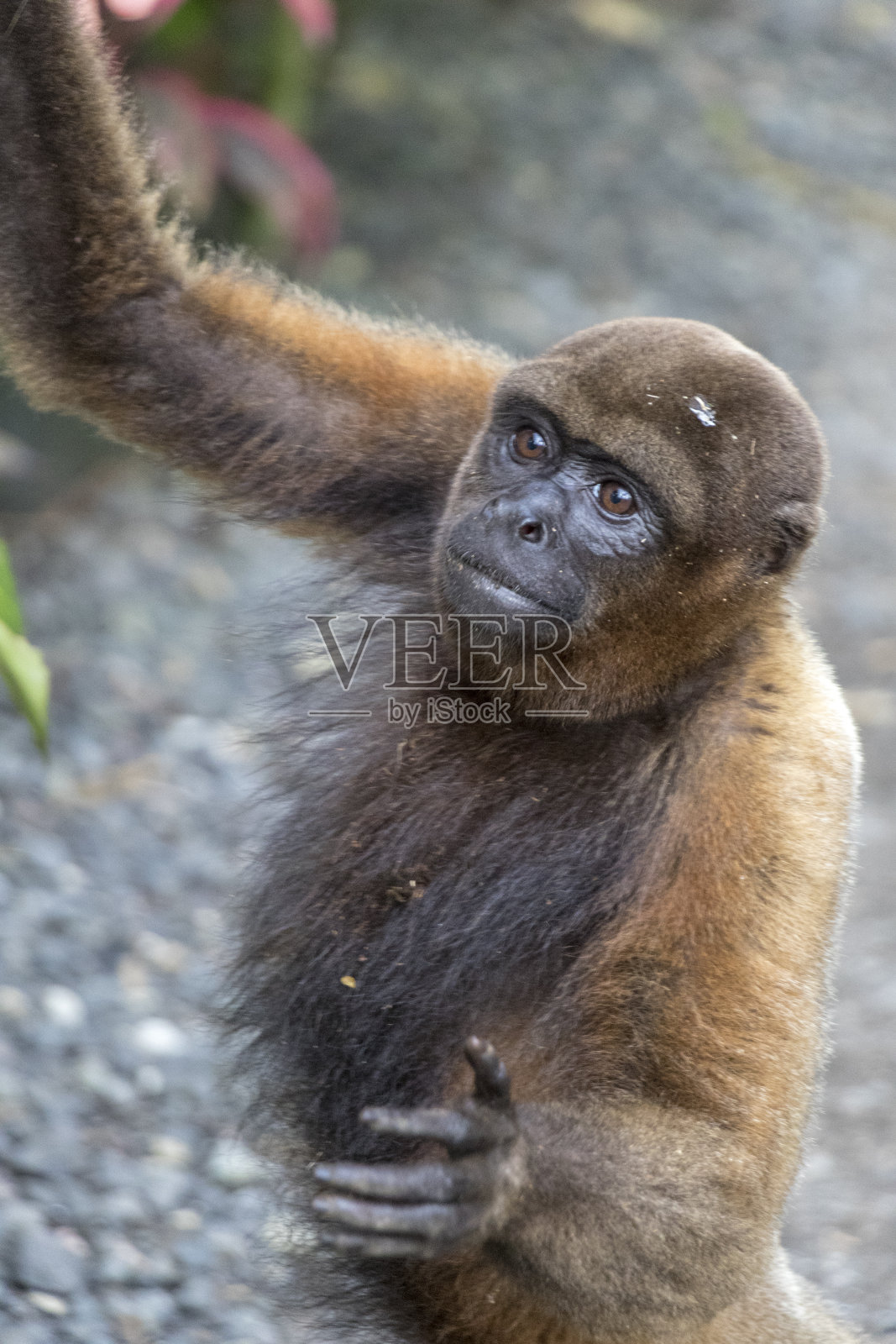 猴子到达了照片摄影图片